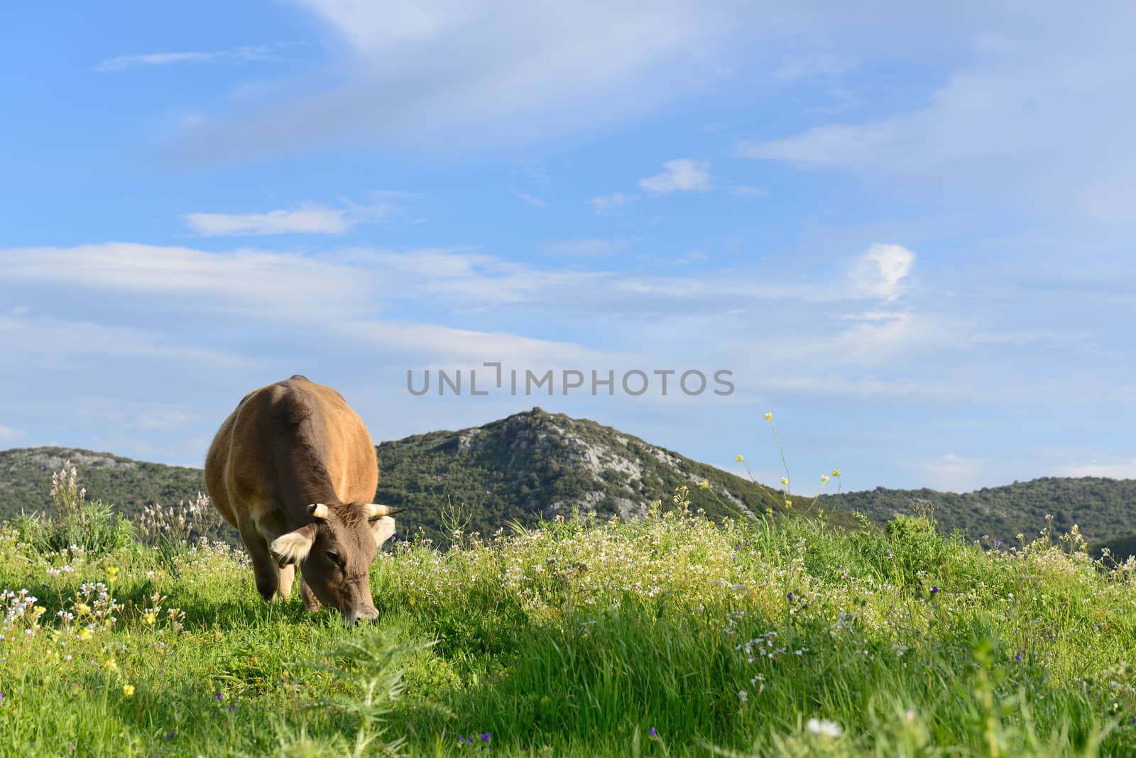 Mountain cow grazing in green meadow full of grass in the spring.