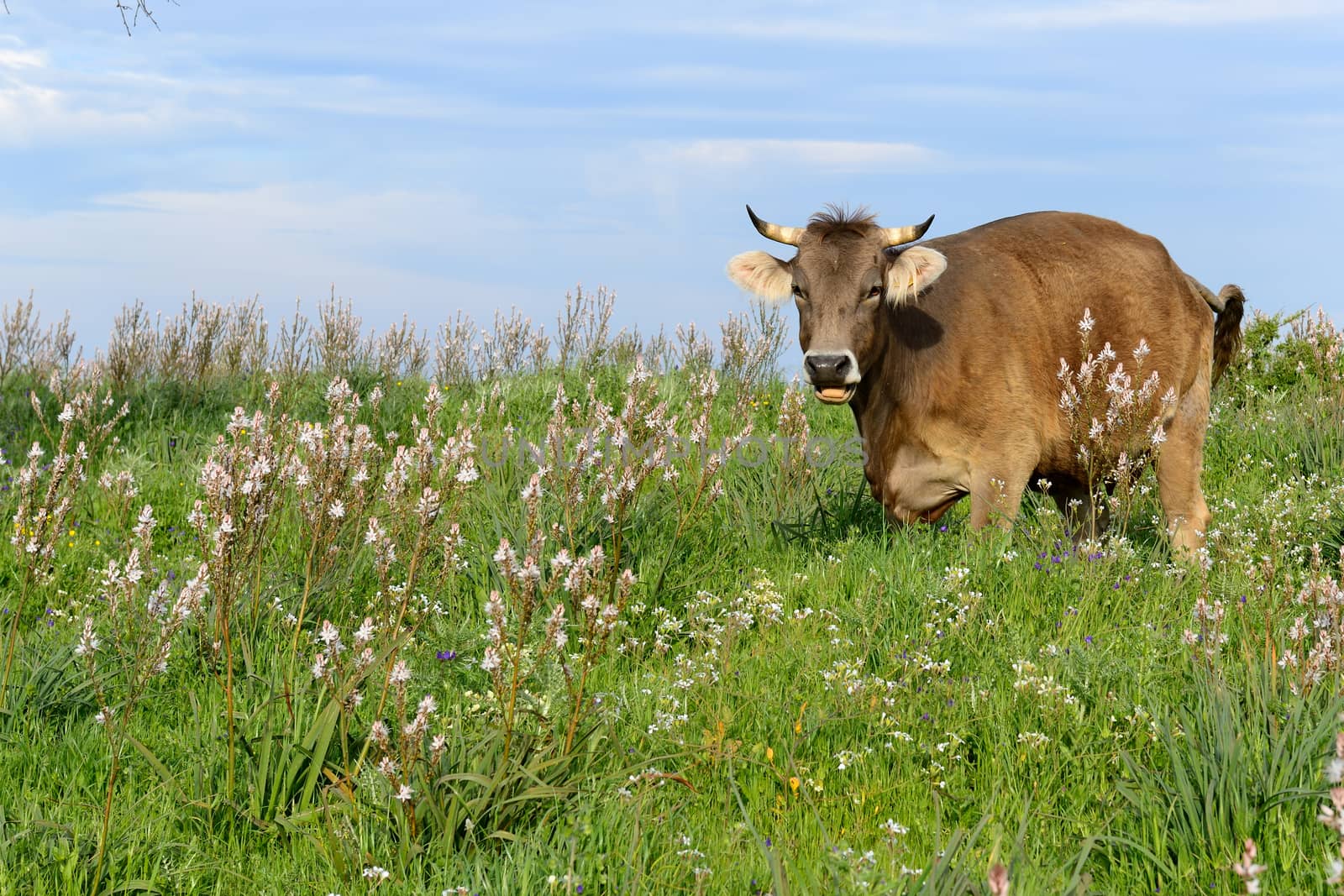 Mountain cow grazing in green meadow full of grass in the spring.