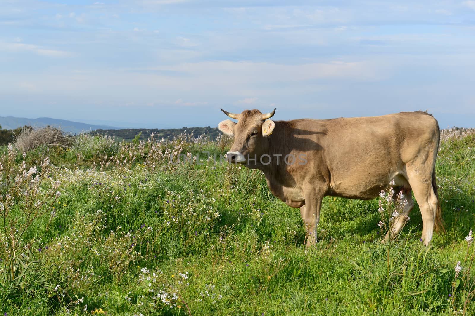 Mountain cow grazing in green meadow full of grass in the spring.