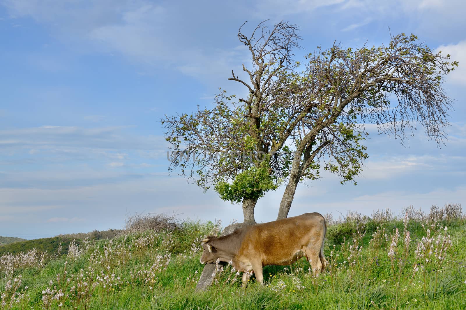 Mountain cows grazing in green meadow full of grass in the spring.