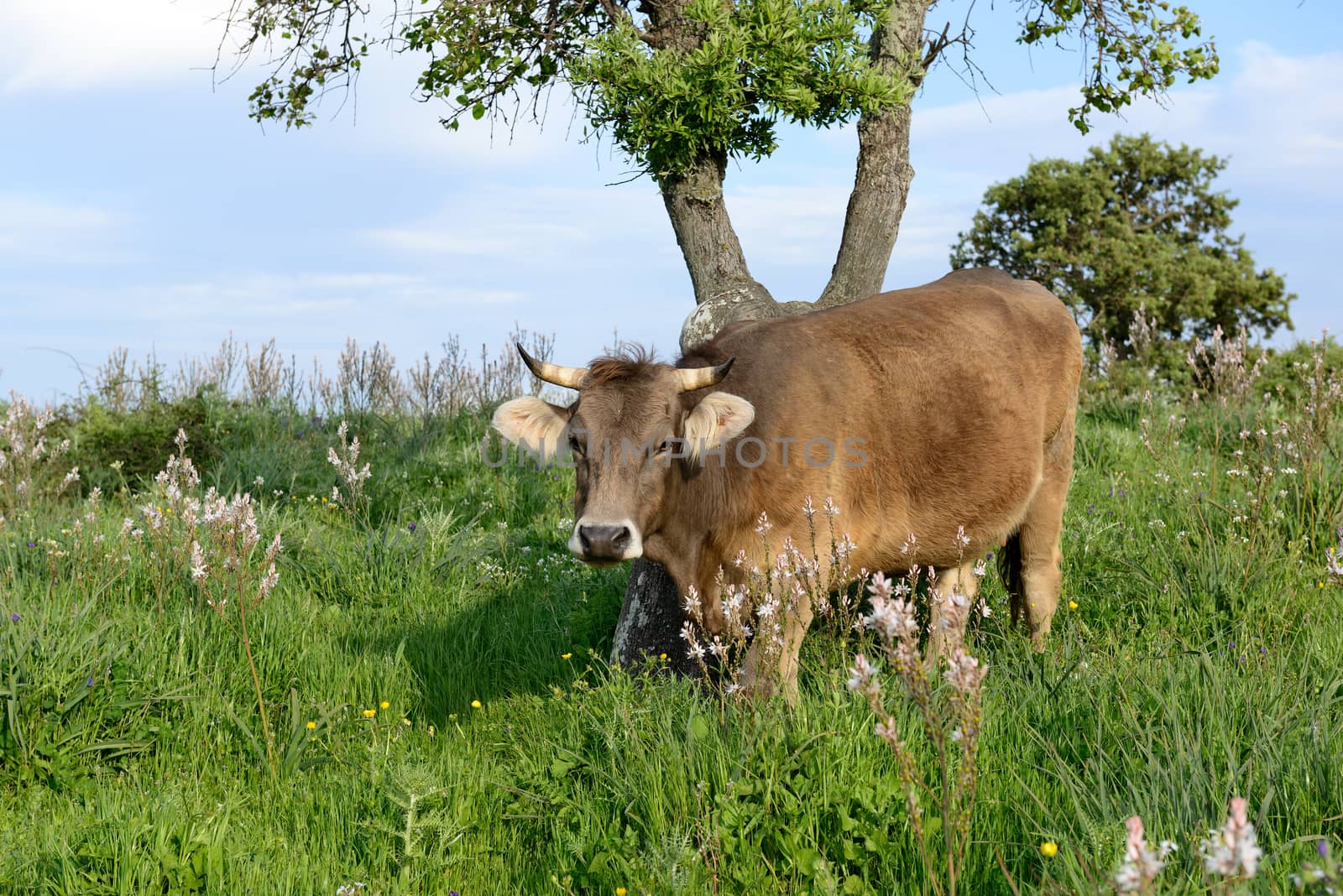 Mountain cows grazing in green meadow full of grass in the spring.
