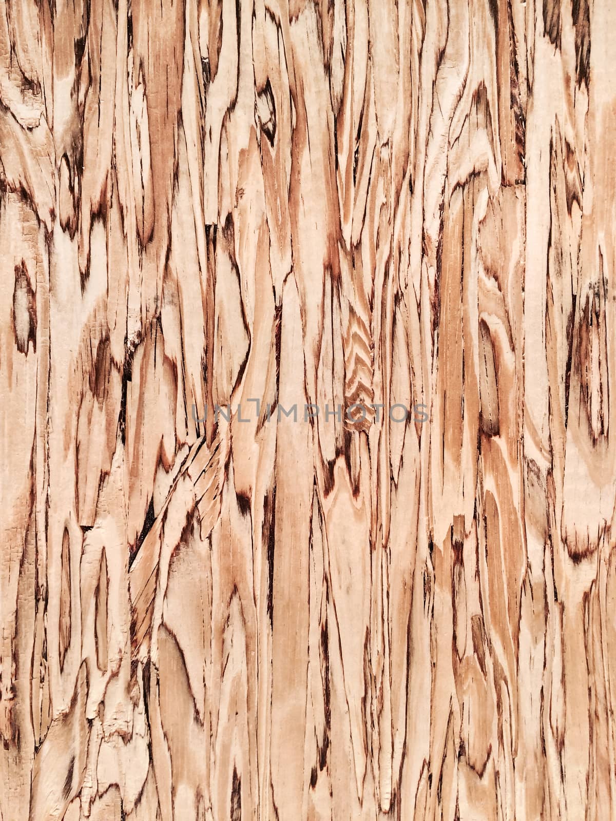 Beautiful wood background. Detail of a wooden wall.