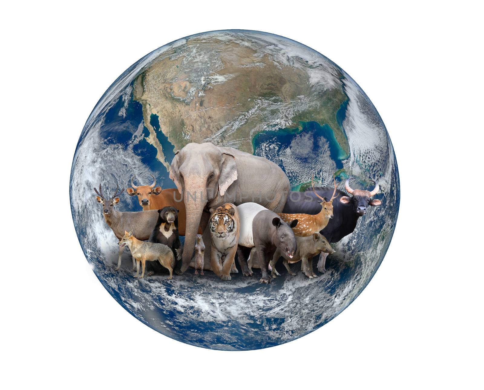 group of asia animal with planet earth, Element of this image are furnished by NASA