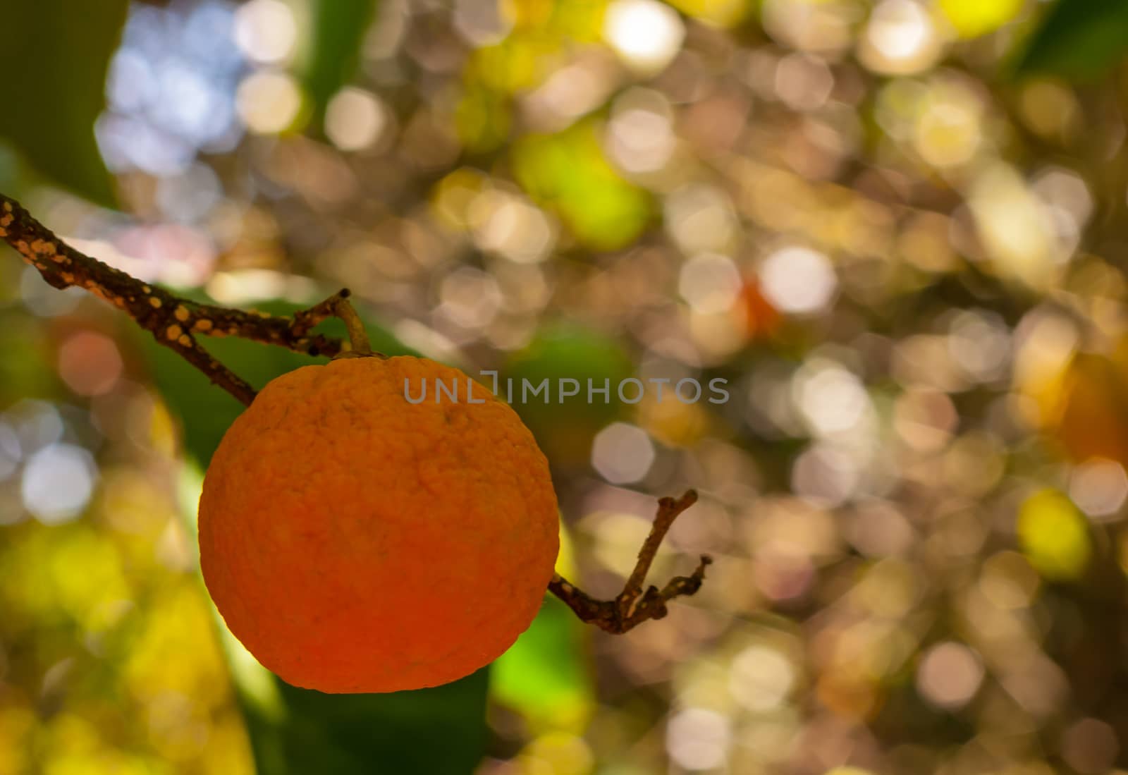 Tangerine on the tree in spring