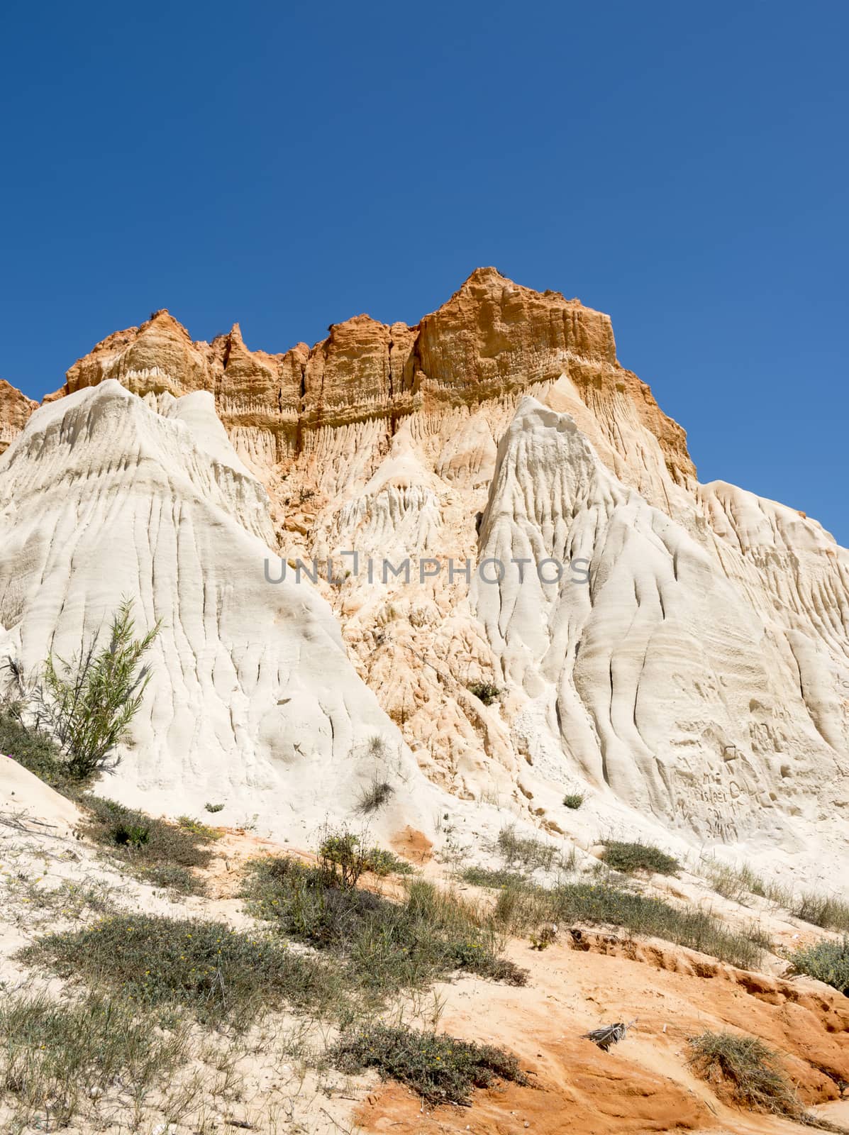 flowers on the Cliffs at Praia da Falesia near villamoura in portugal area algarve 