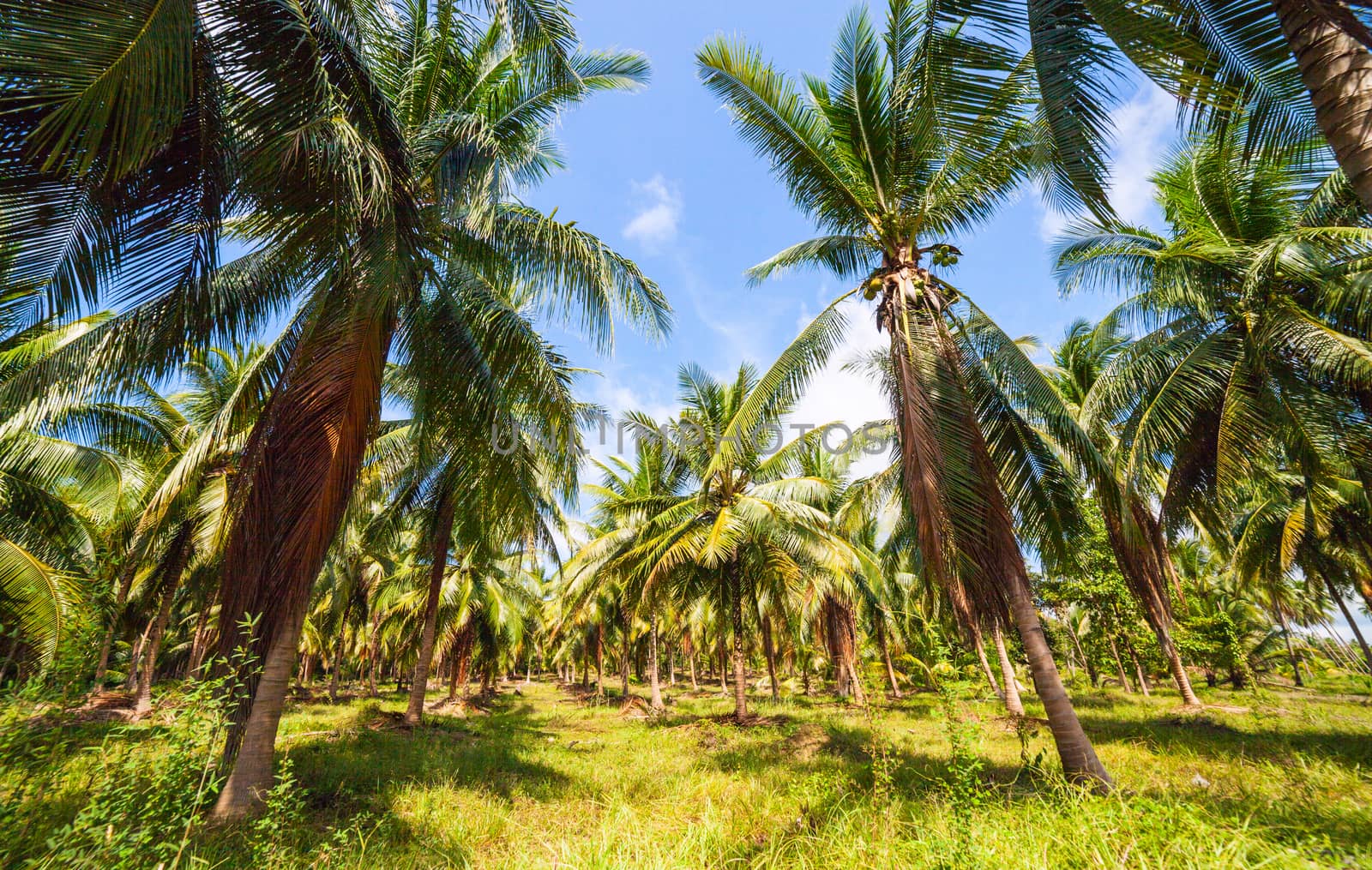 Dense Jungle Scene. Tropical background. Palm Tree