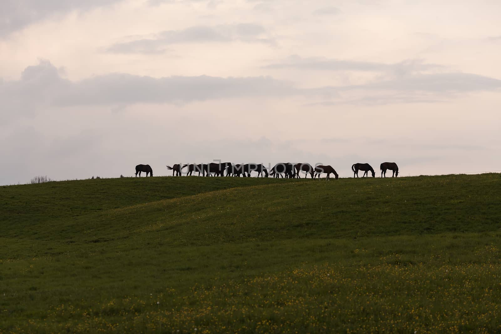 A group of horses on the top of a hill.