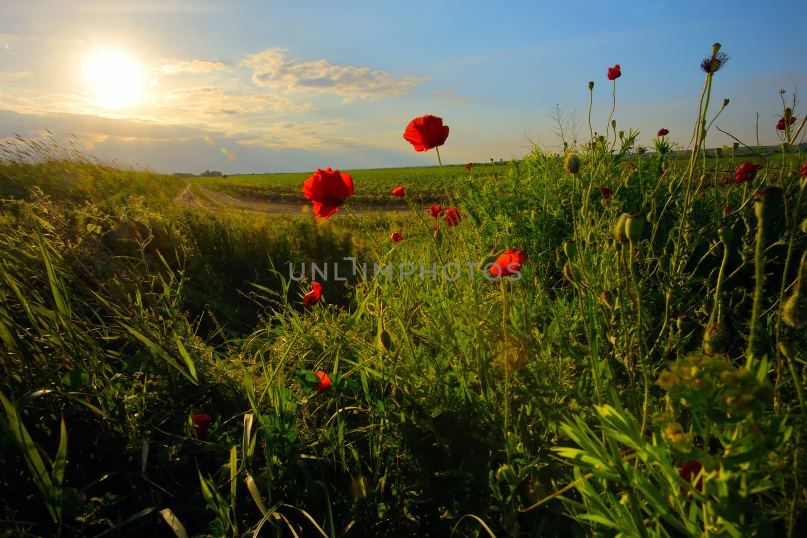 field with green grass and red poppies against the sunset