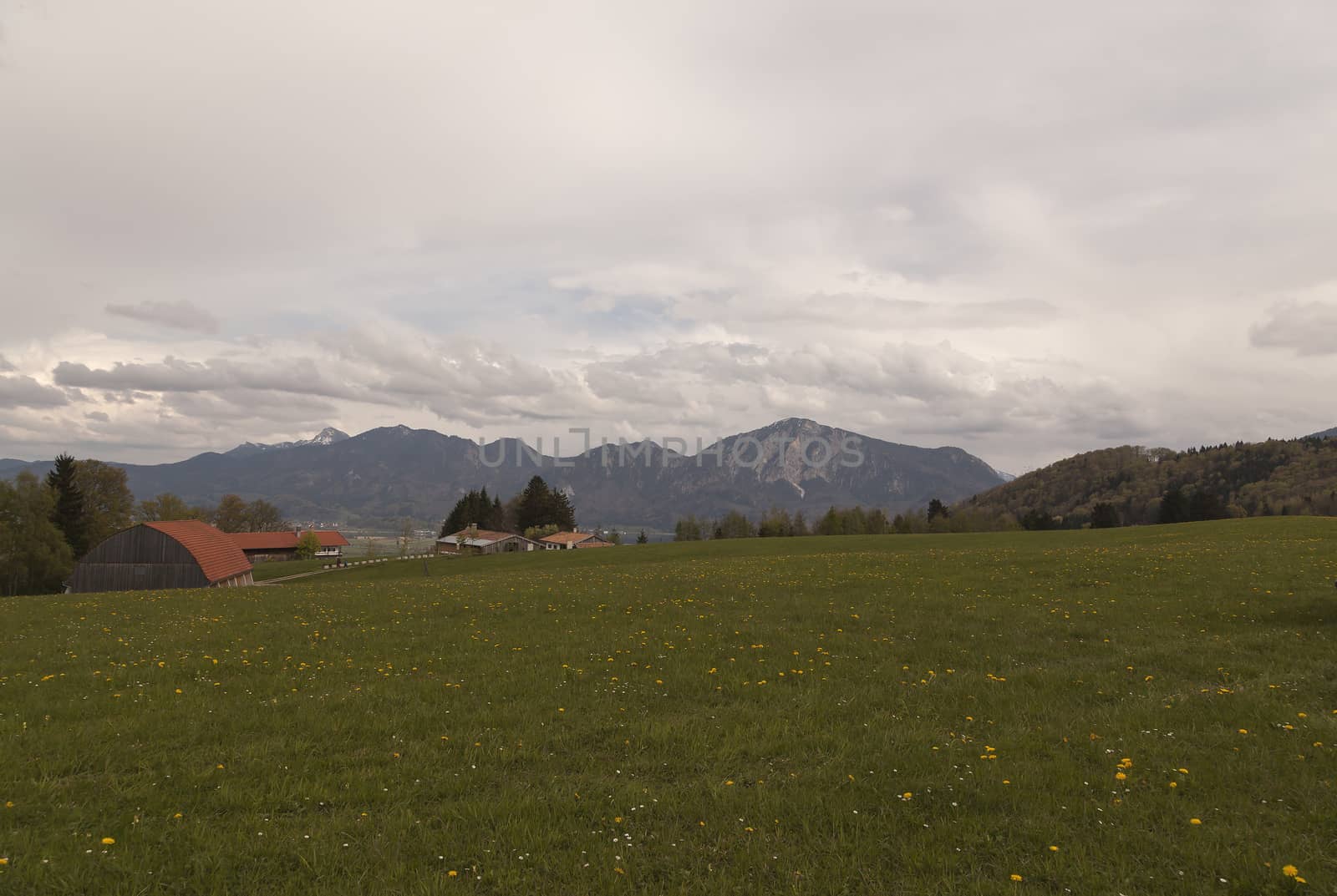 A open field with flowers and some houses and mountains in the background