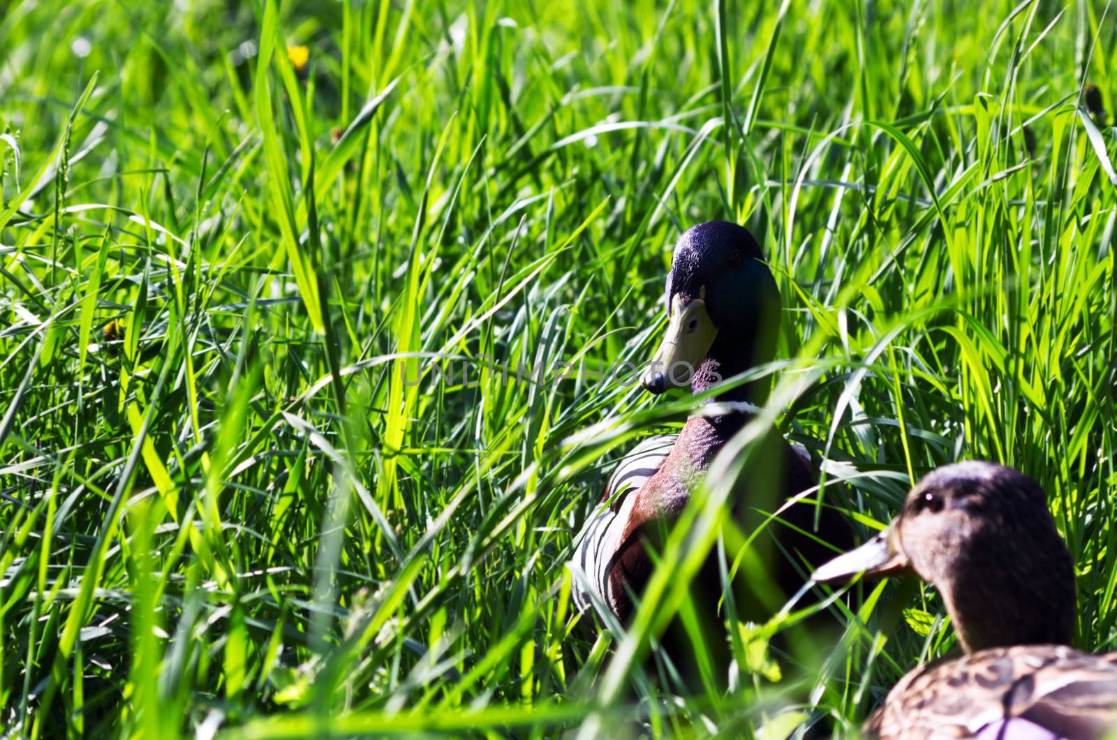 Ducks in the grass. Focus on the back duck by dolnikow
