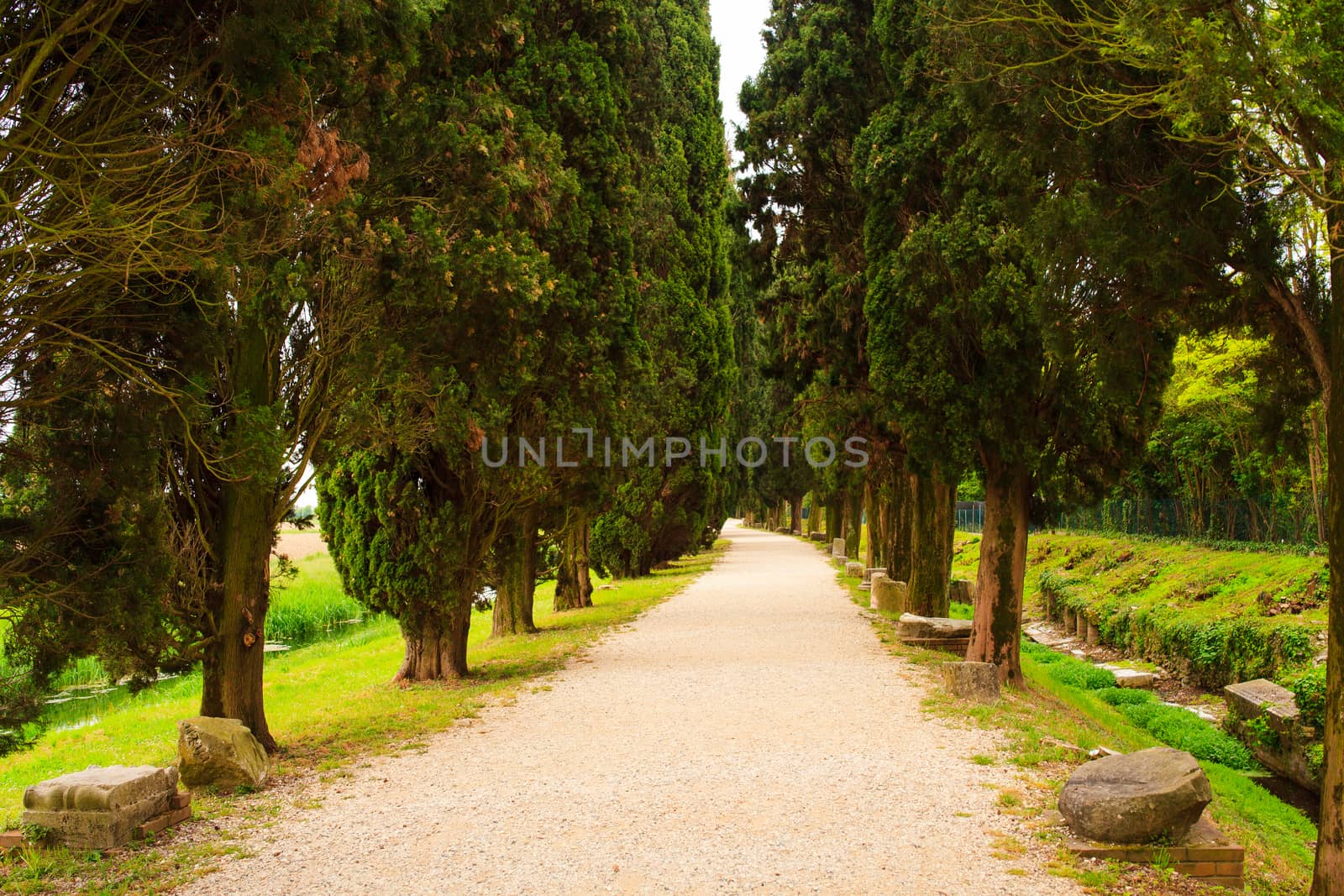 View of cypress road, Roman ruins on Archeological area of Aquileia in Italy