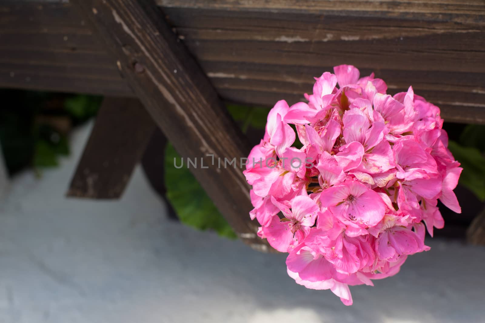Round pink flower in wooden trellis

