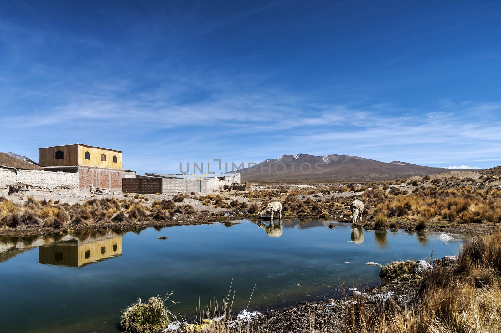 Peruvian highland llama drinking at a small lake Arequipa, Peru.