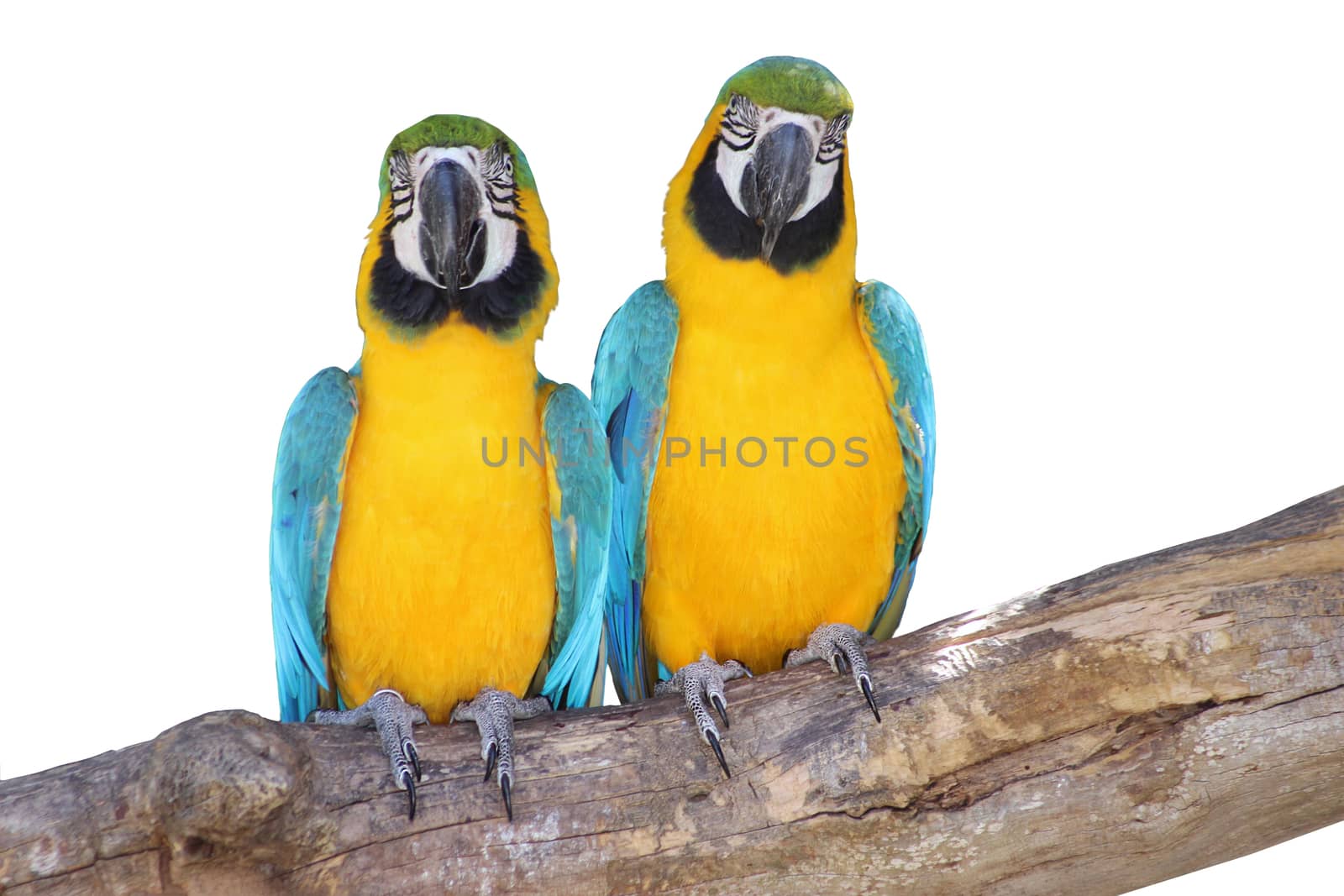 Ara Ararauna Parrots Isolated on White Background
