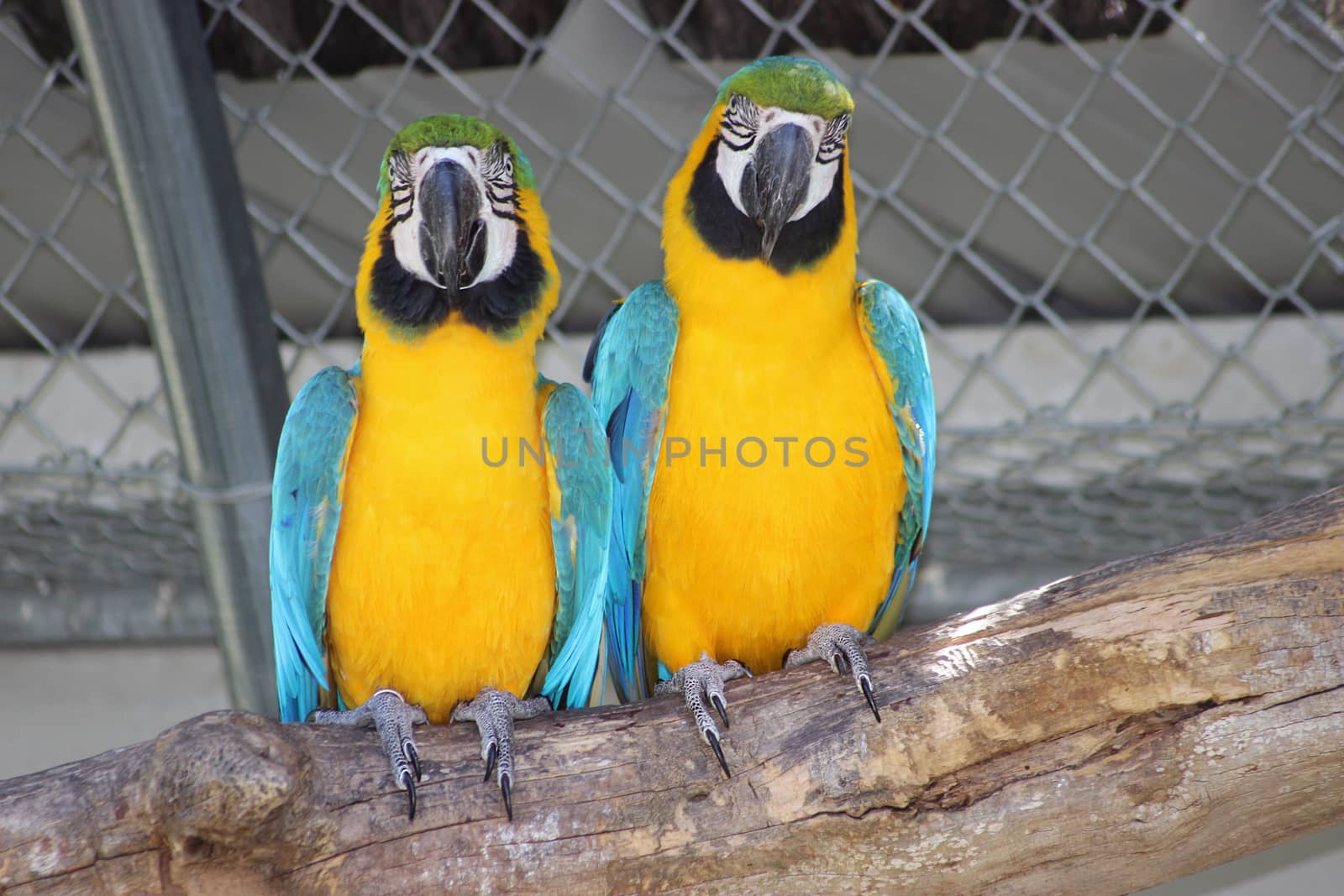 Couple blue-and-yellow macaw (Ara ararauna)