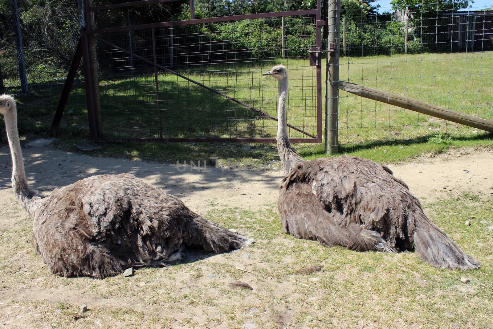 Two ostrichs laying relaxing on the ground 