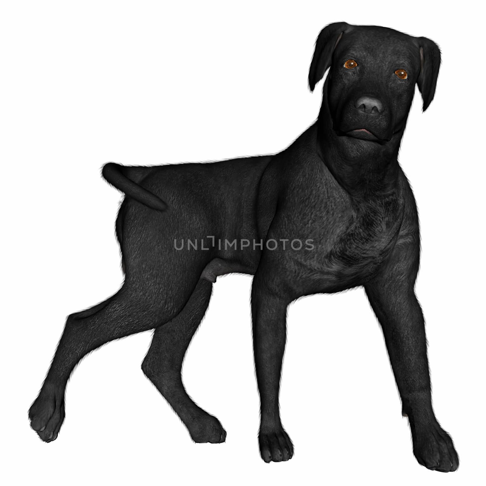 Black labrador dog standing isolated in white background - 3D render