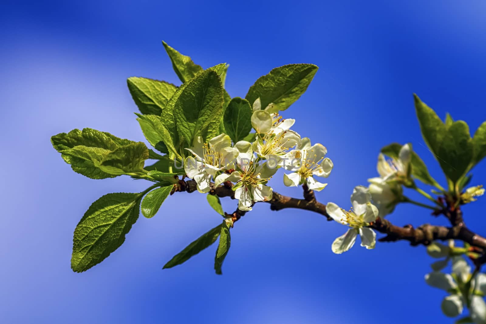 Prunus domestica Czar flowers by Elenaphotos21