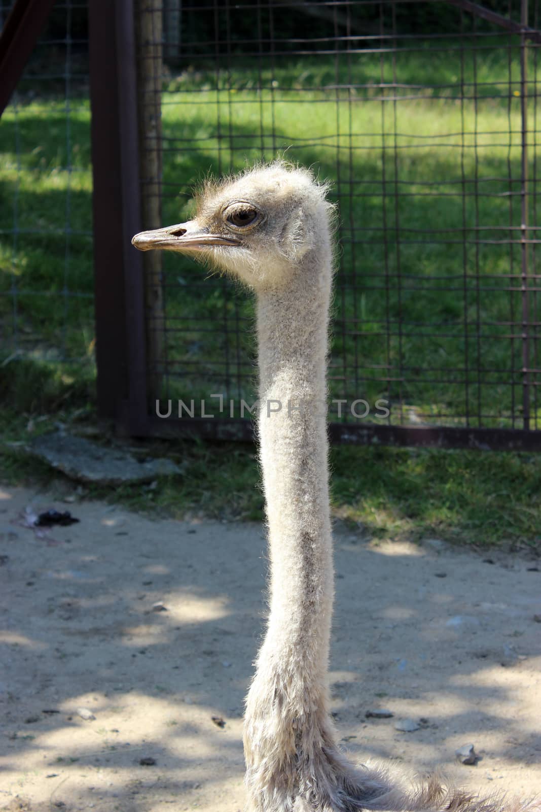 Close-up on a ostrich's head. Safari de Peaugres, France