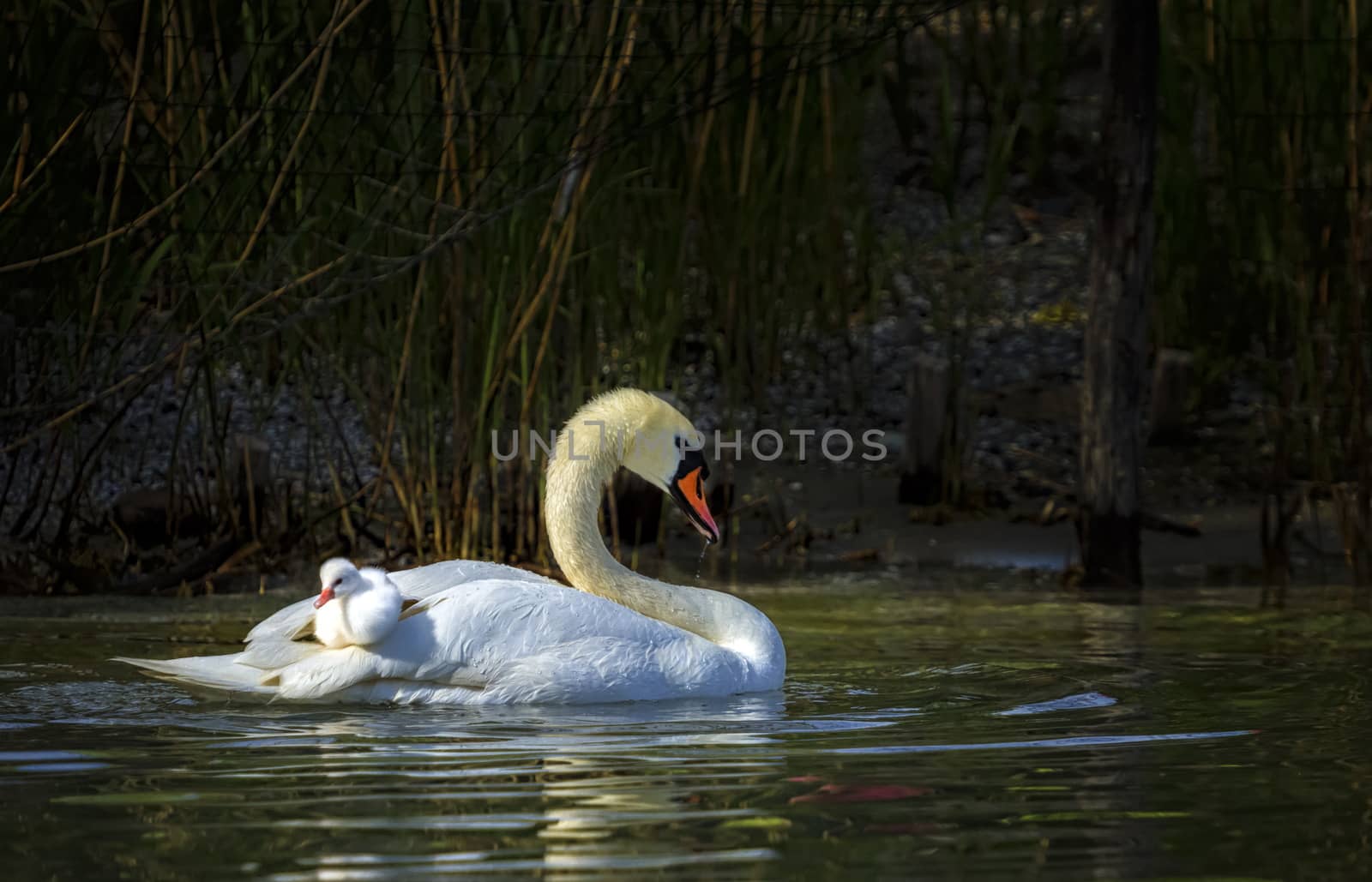 Mute swan, cygnus olor, mother and baby by Elenaphotos21