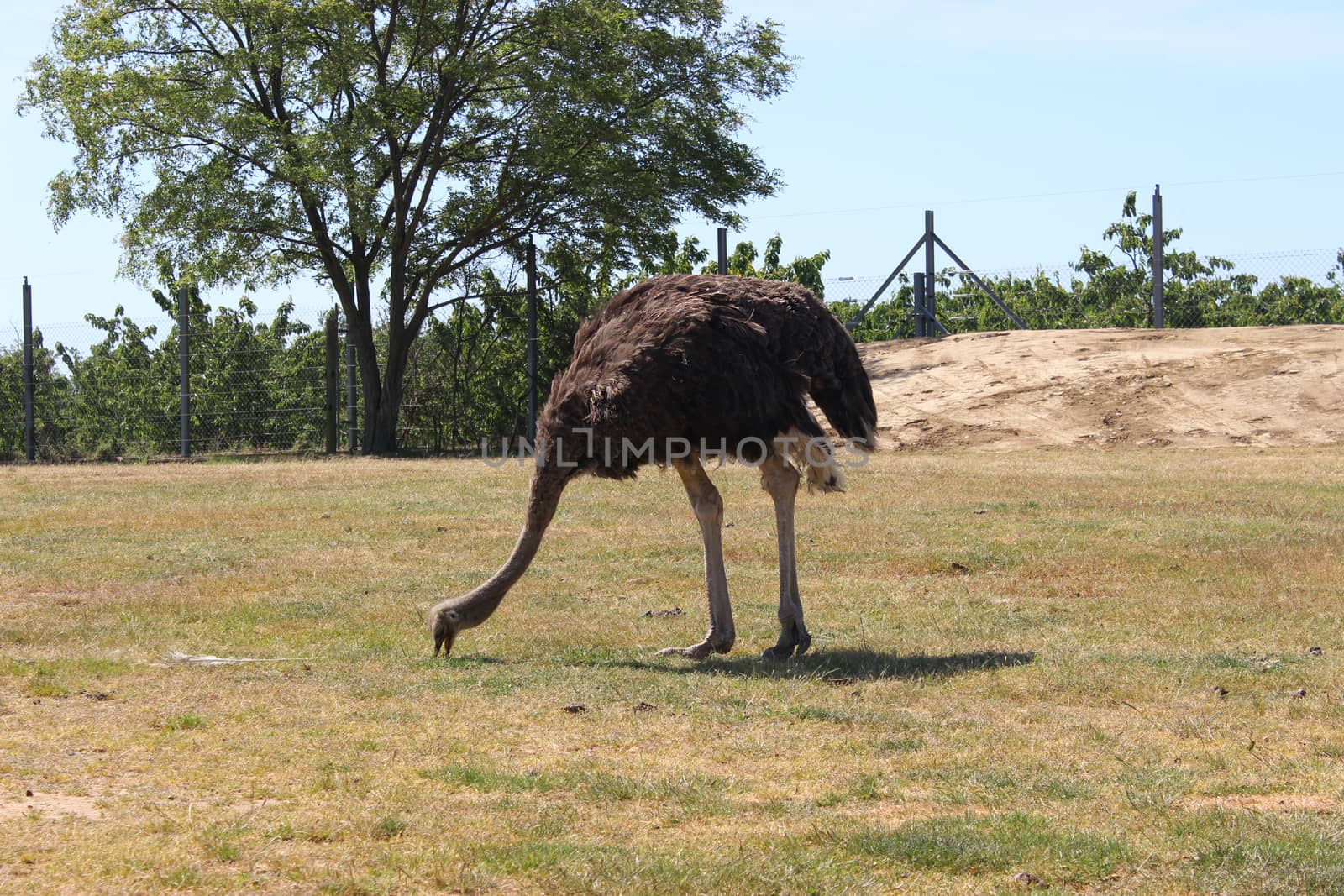 Ostrich African Bird. Safari de Peaugres, France