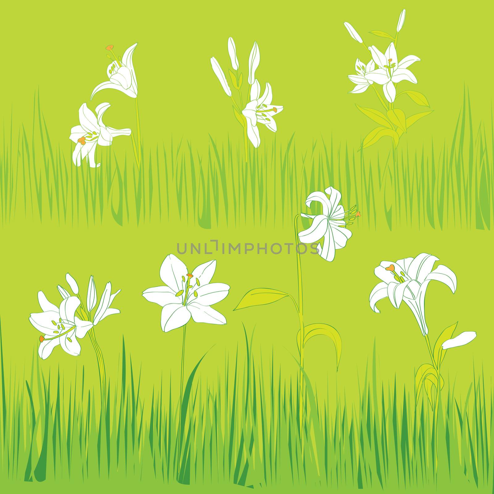 Lilies garden card, hand drawn illustration of white flowers and grass on a green tile background