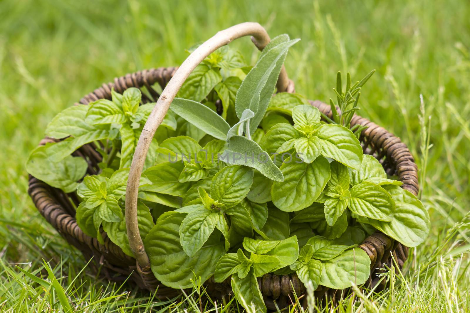 Basket with fresh herbs in herb garden by miradrozdowski