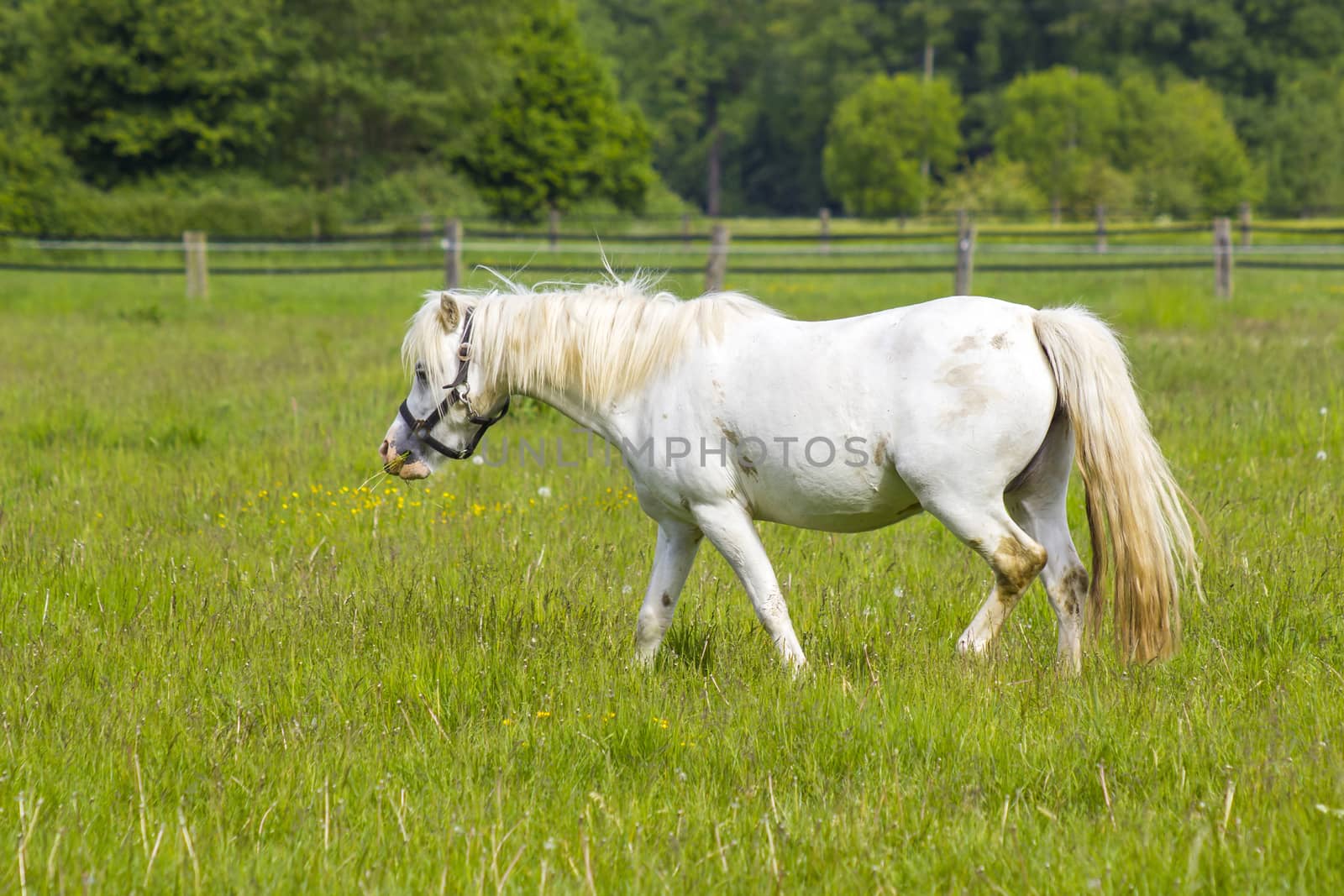 white horse on a spring pasture, Lower Rhine Region, Germany
