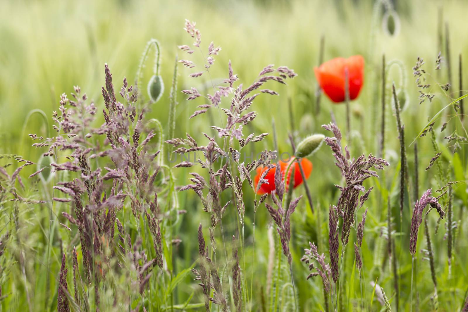 barley field with grass and wild poppies by miradrozdowski