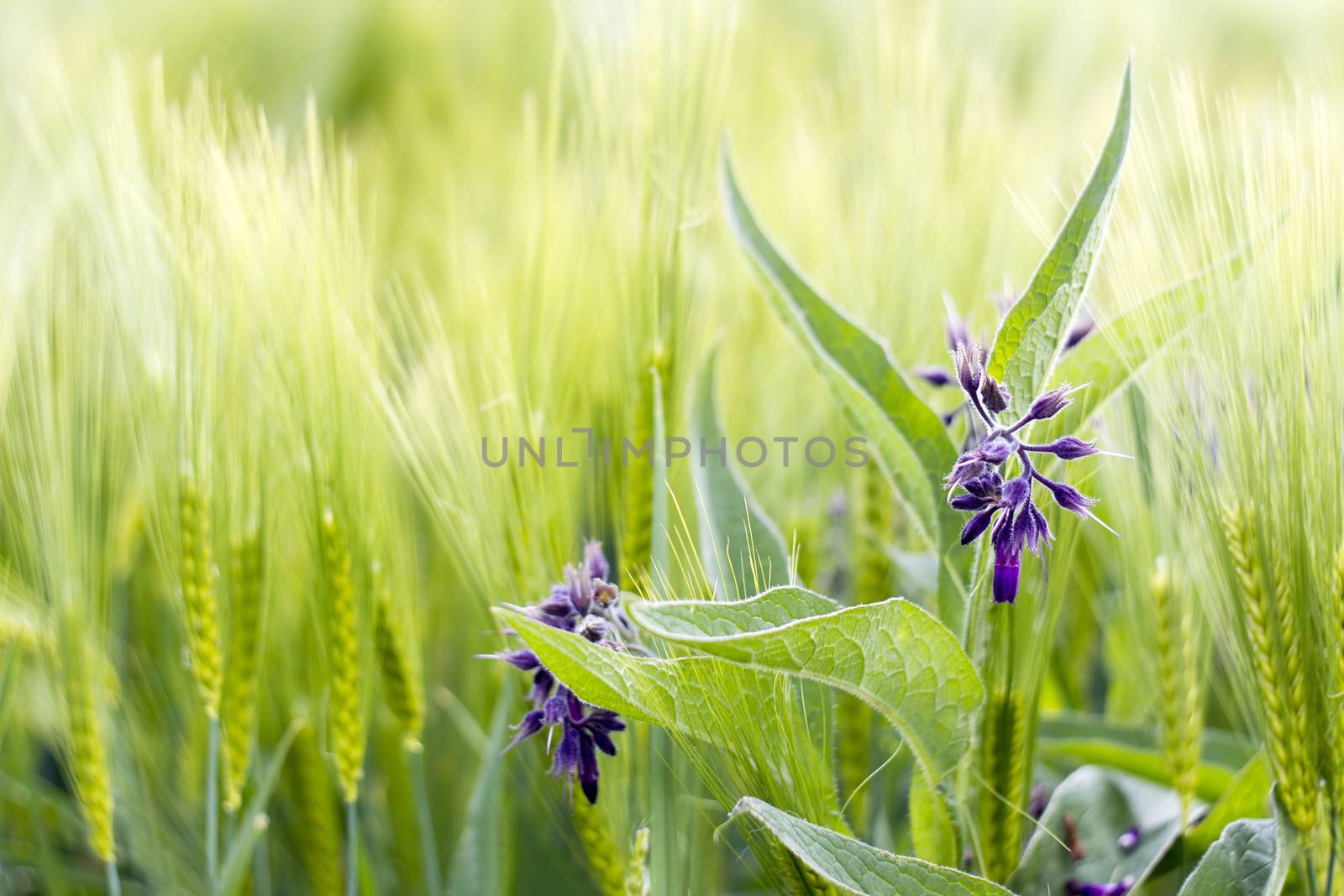 wild flowers in a barley field by miradrozdowski