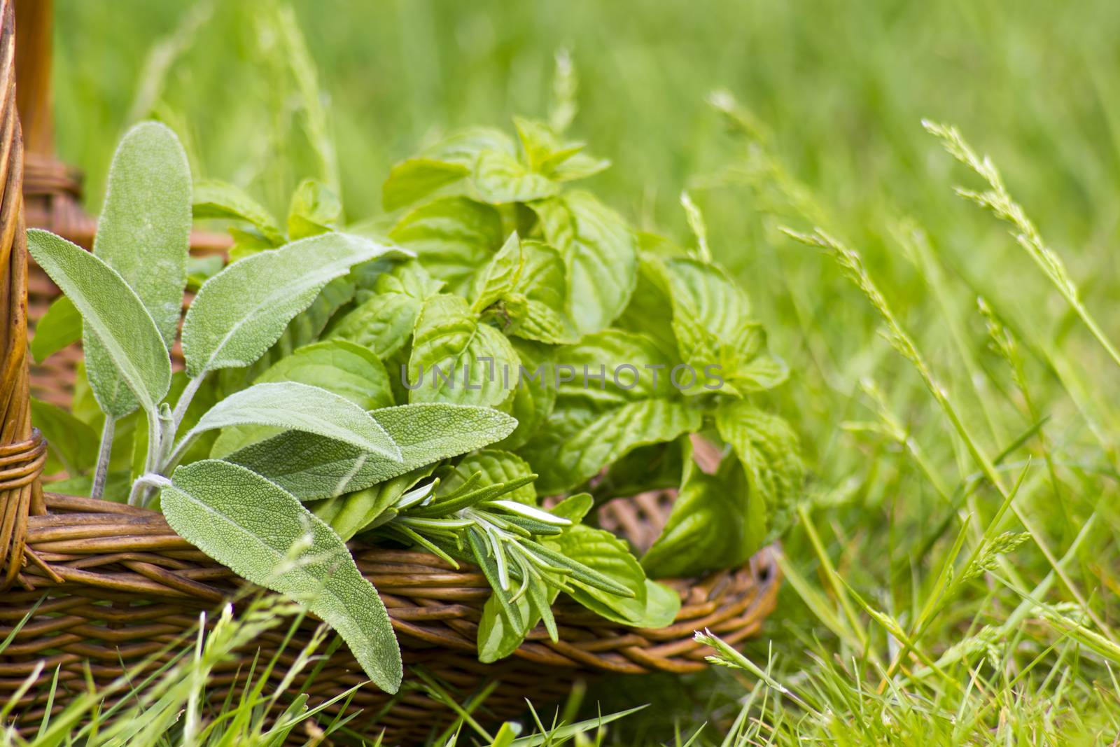 Basket with fresh herbs in herb garden