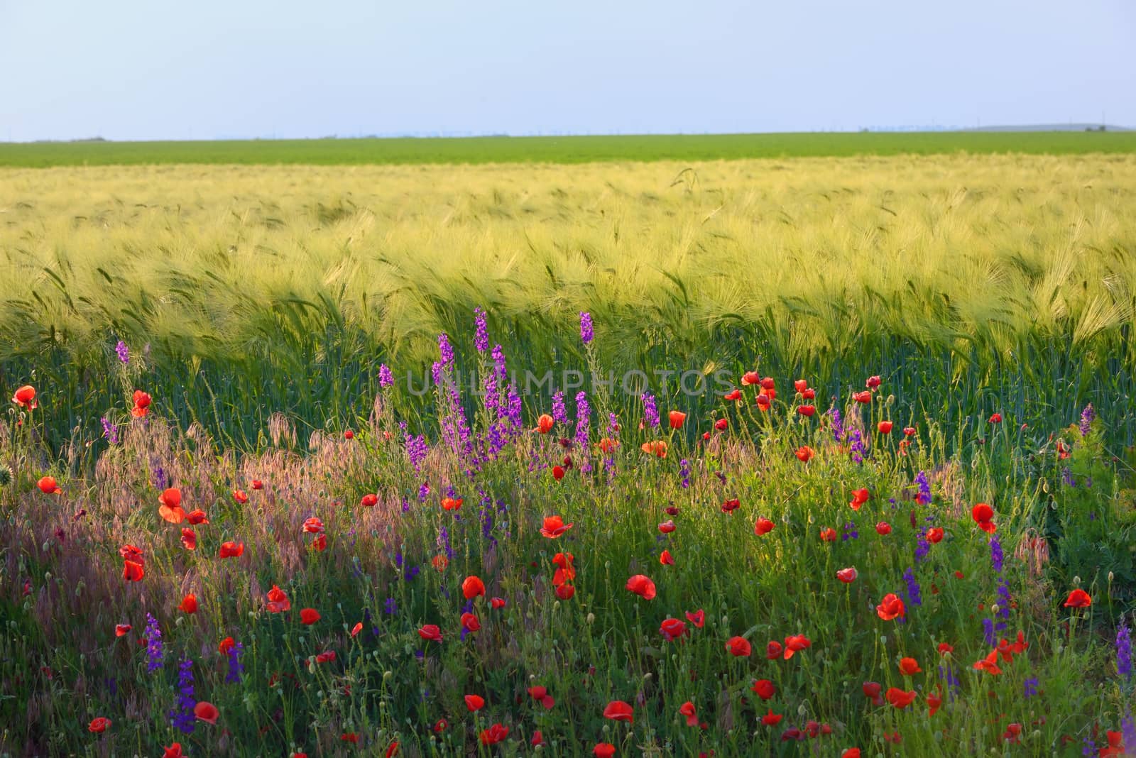 Field with grass, violet flowers and red poppies