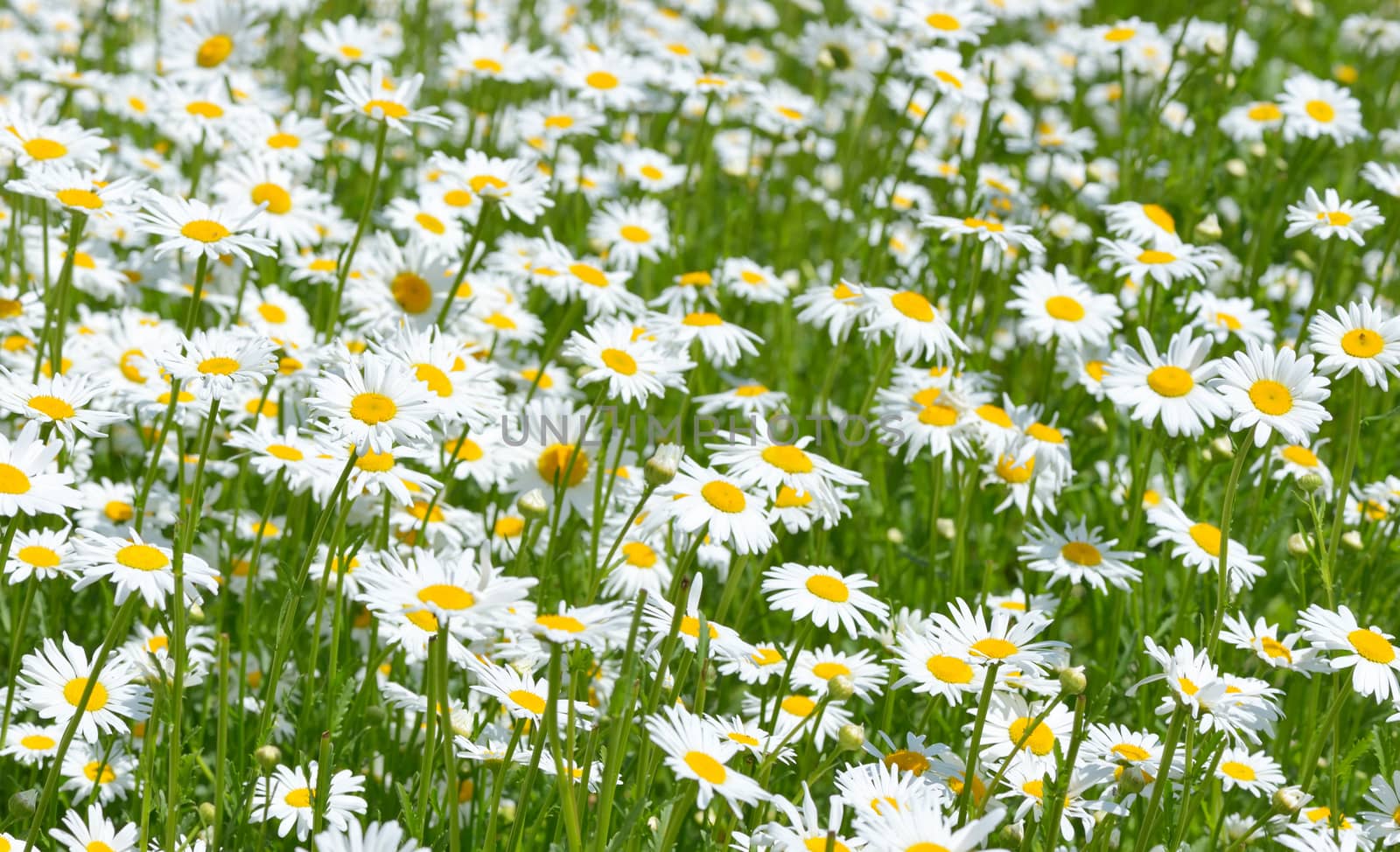Beautiful Daisies in the field. Summer flowers