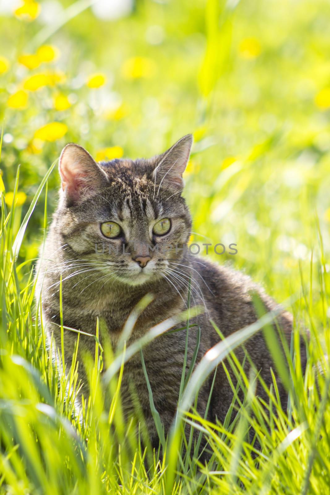 Cat in the garden, selective focus