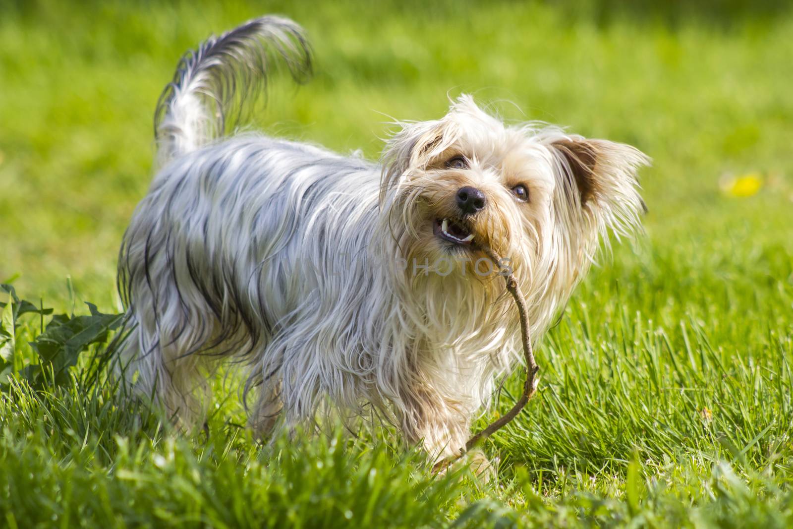 yorkshire terrier playing in the garden by miradrozdowski