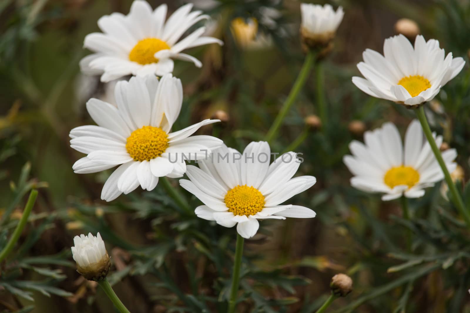 The daisies by alanstix64