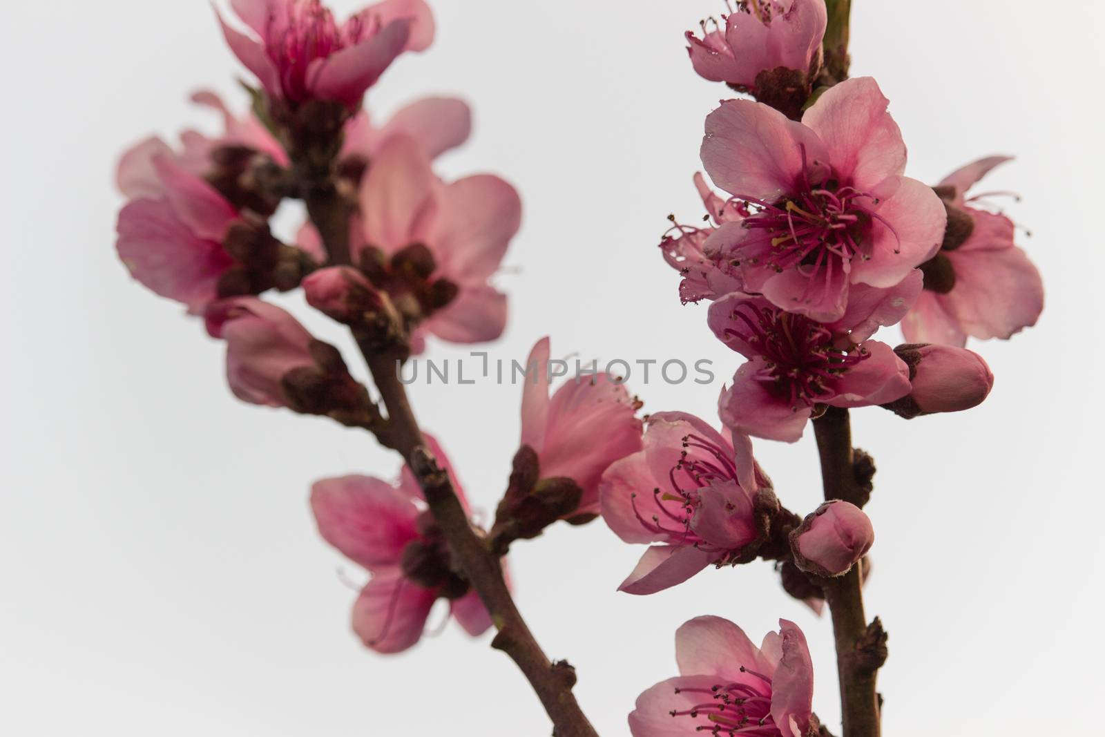 Peach flowers by alanstix64