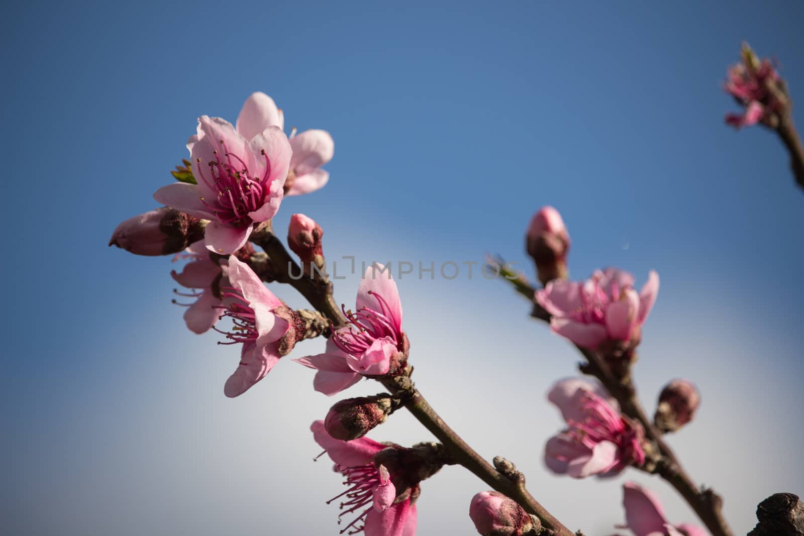 peach flowers in a strange spring