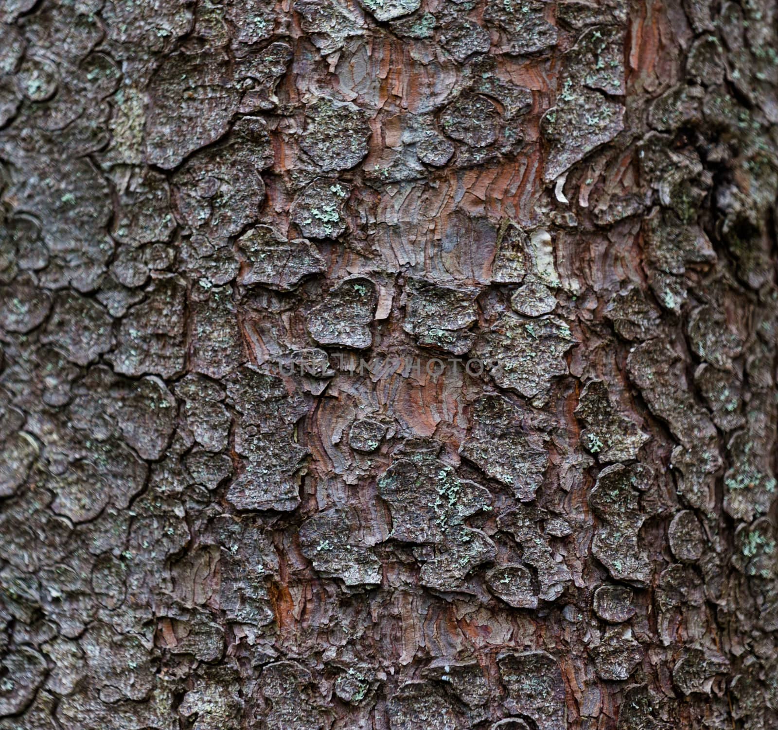 Trunk of a pine close up. The texture of tree bark