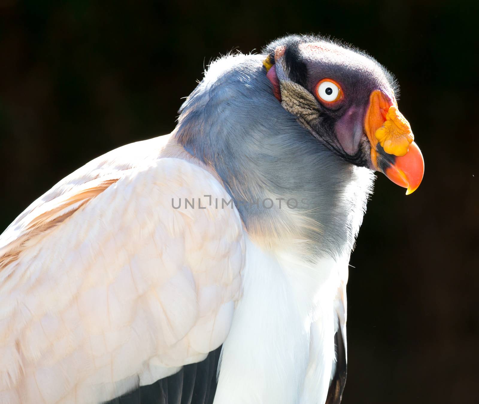 King Vulture Bird by fouroaks