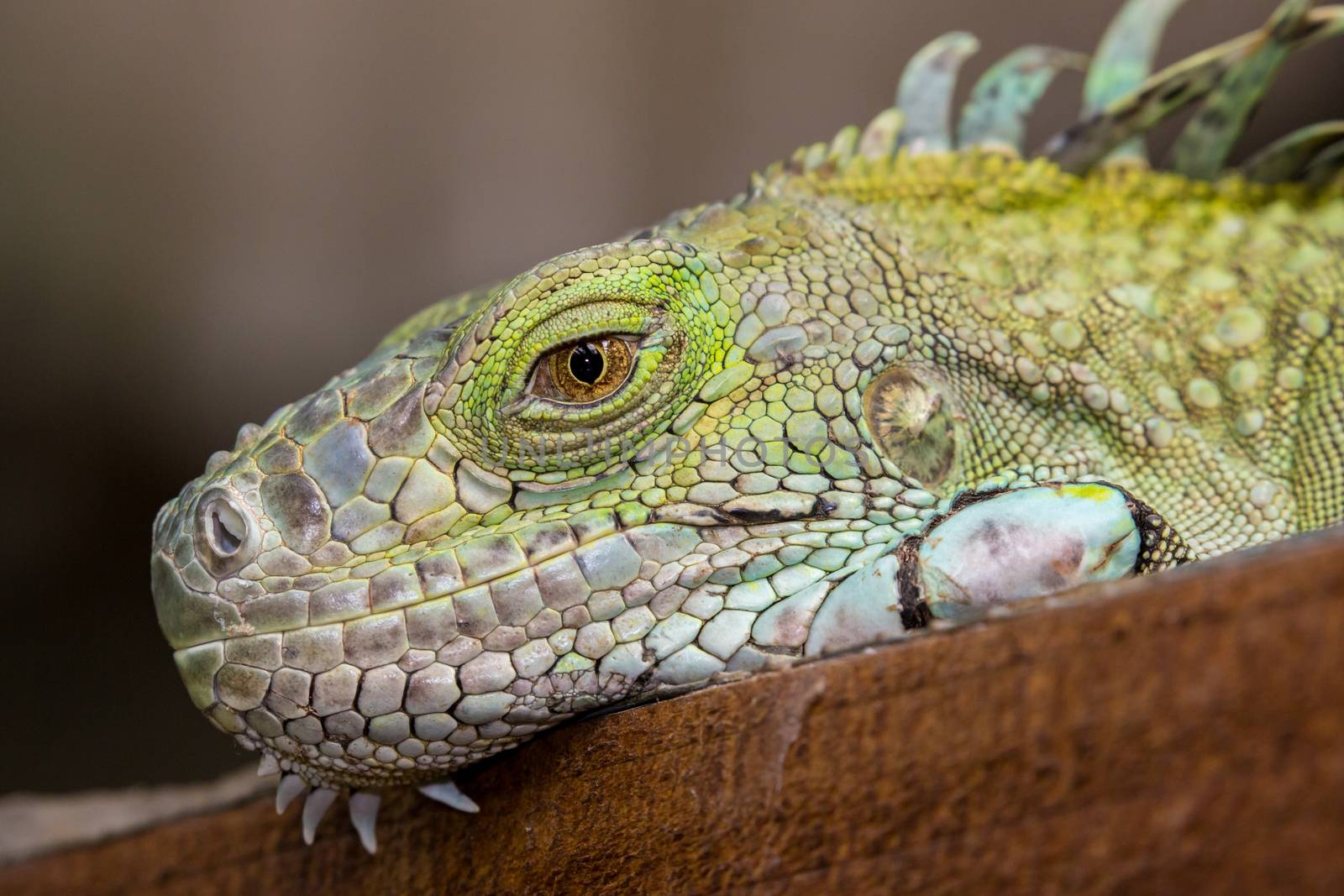 Green Iguana reptile with delicately detailed skin