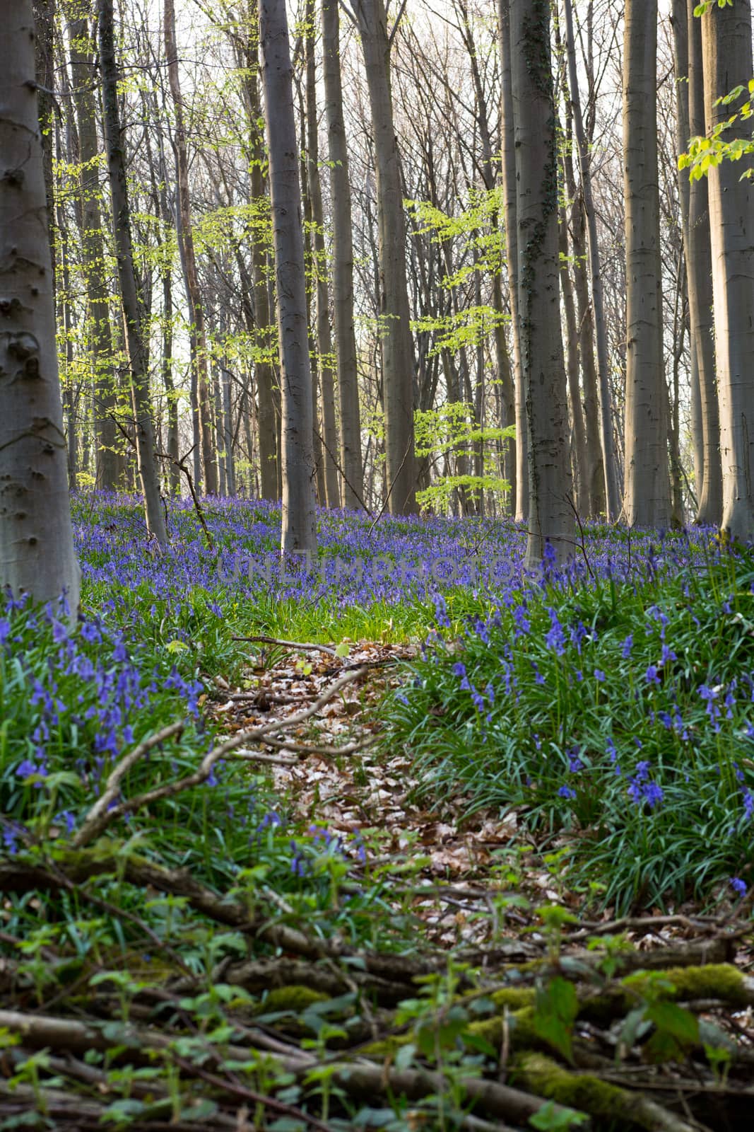 The bluebells flowers during springtime in Hallerbos, Halle, Belgium