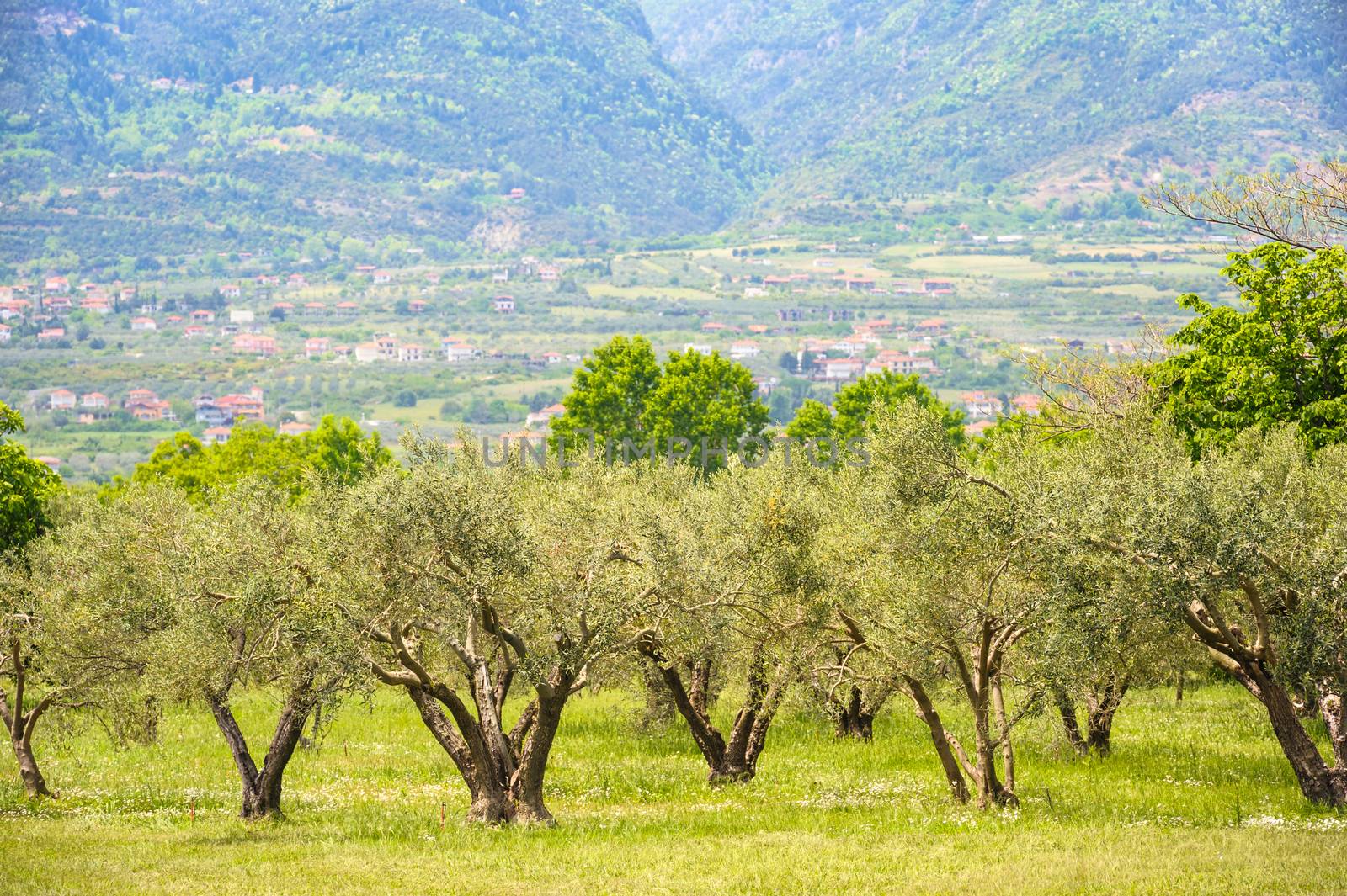 Olive plantation at the foot of Mount Olympus, Greece