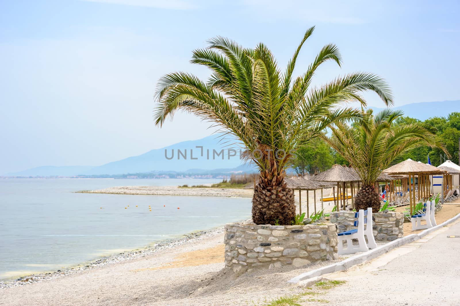 Empty Beach with Palm trees at summer, Skotina, Greece