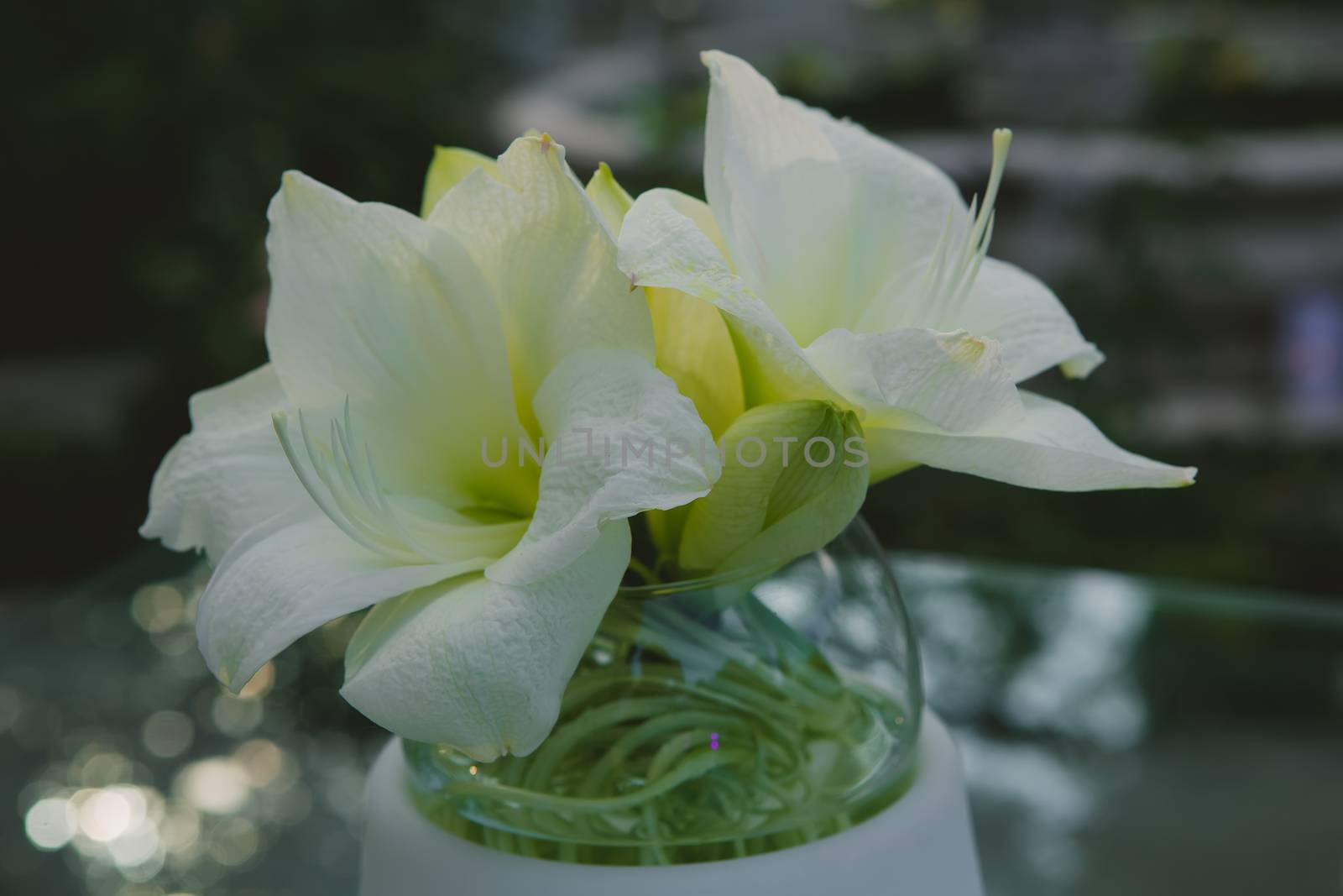 white flowers in a glass vase. closeup