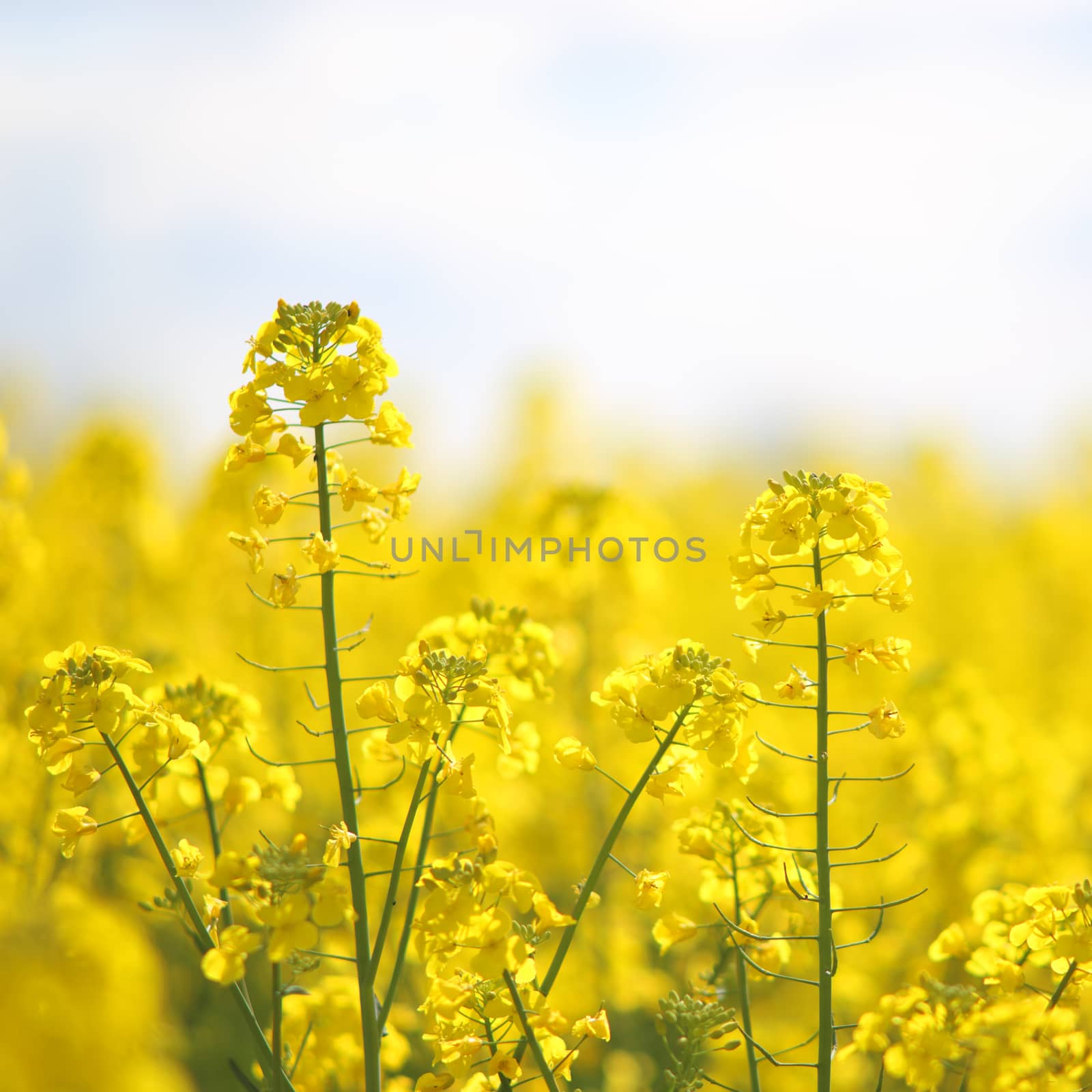 Blooming yellow rape flowers