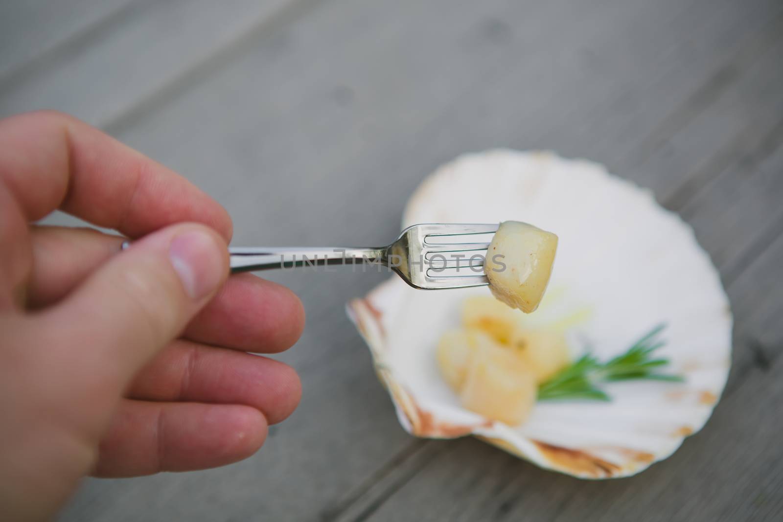Delicious sea scallop served on a scallop shell on wooden background