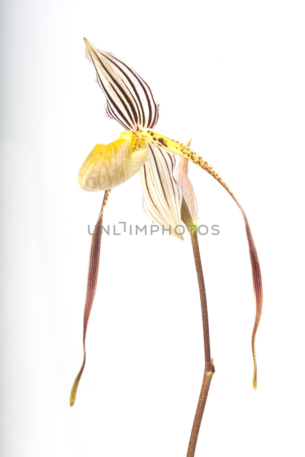 exotic tropical orchid species Paphiopedilum appletonianum lady's slipper flower closeup isolated on white