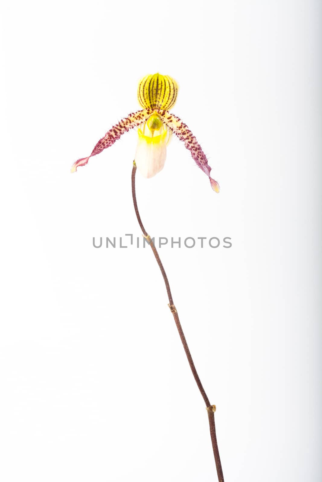 Paphiopedilum orchids by jee1999