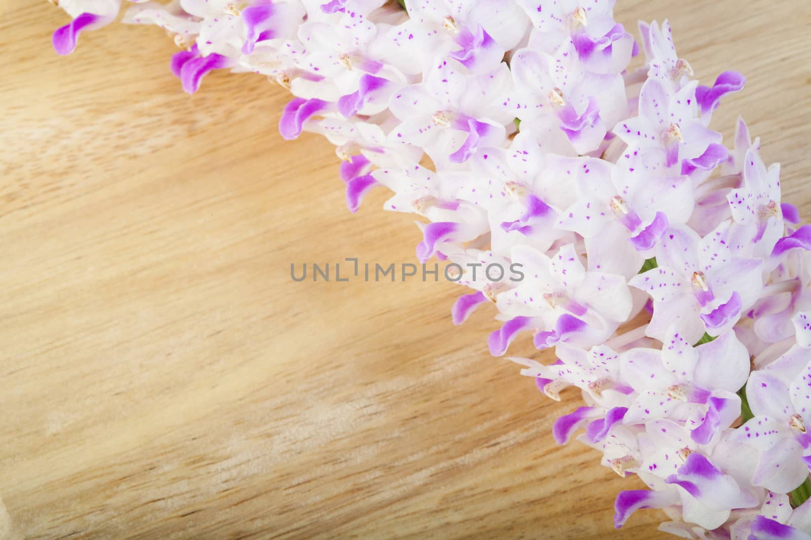 Orchids on the wooden floor